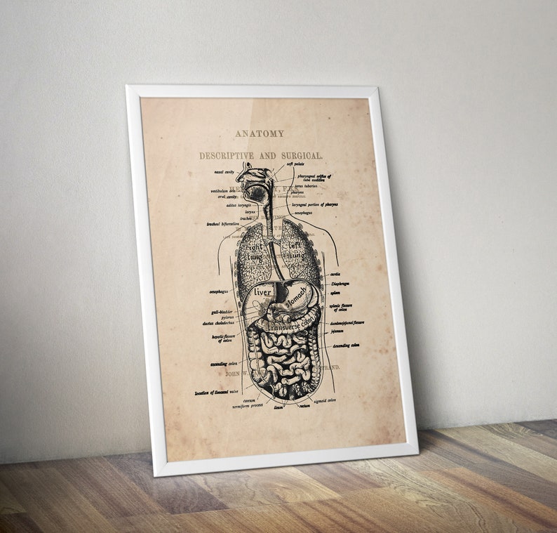 Digestive System Anatomy Art Print Vintage Anatomy Digestive - Etsy Canada