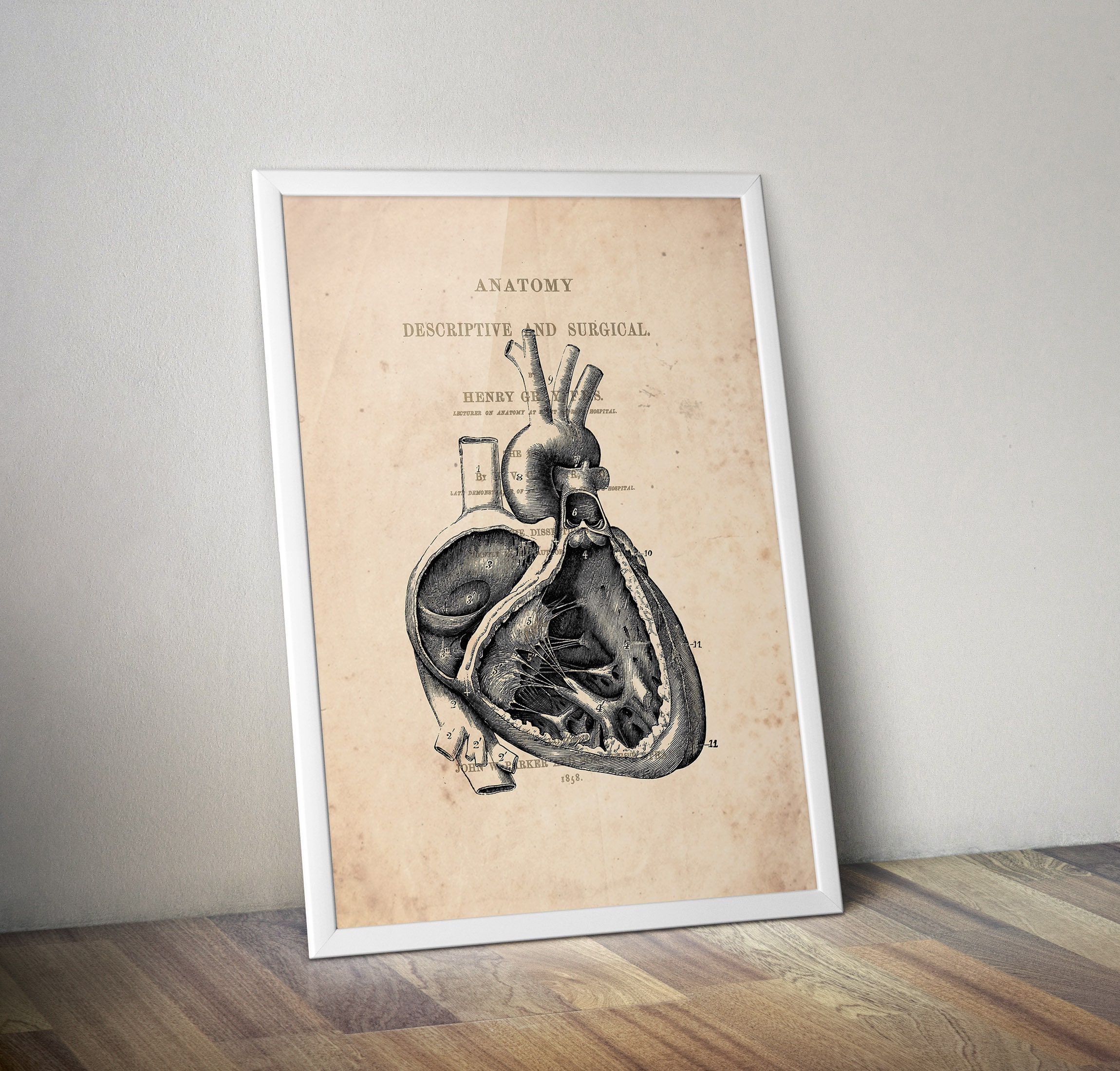 Heart Anatomy Art Vintage Anatomy Heart Print Anatomical Heart Print ...