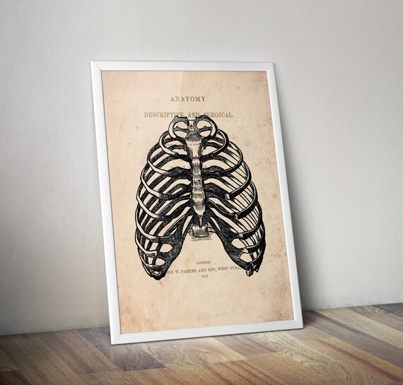Rib Cage Print Antique Anatomy Poster Medical Art Skeleton