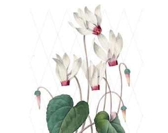 Cyclamen Flower PNG, Botanical Drawing, Transparent Clipart (Digital Download)