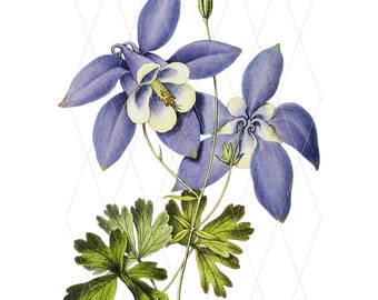 Columbine Flower PNG, Botanical Drawing for Sublimation (Digital Download)