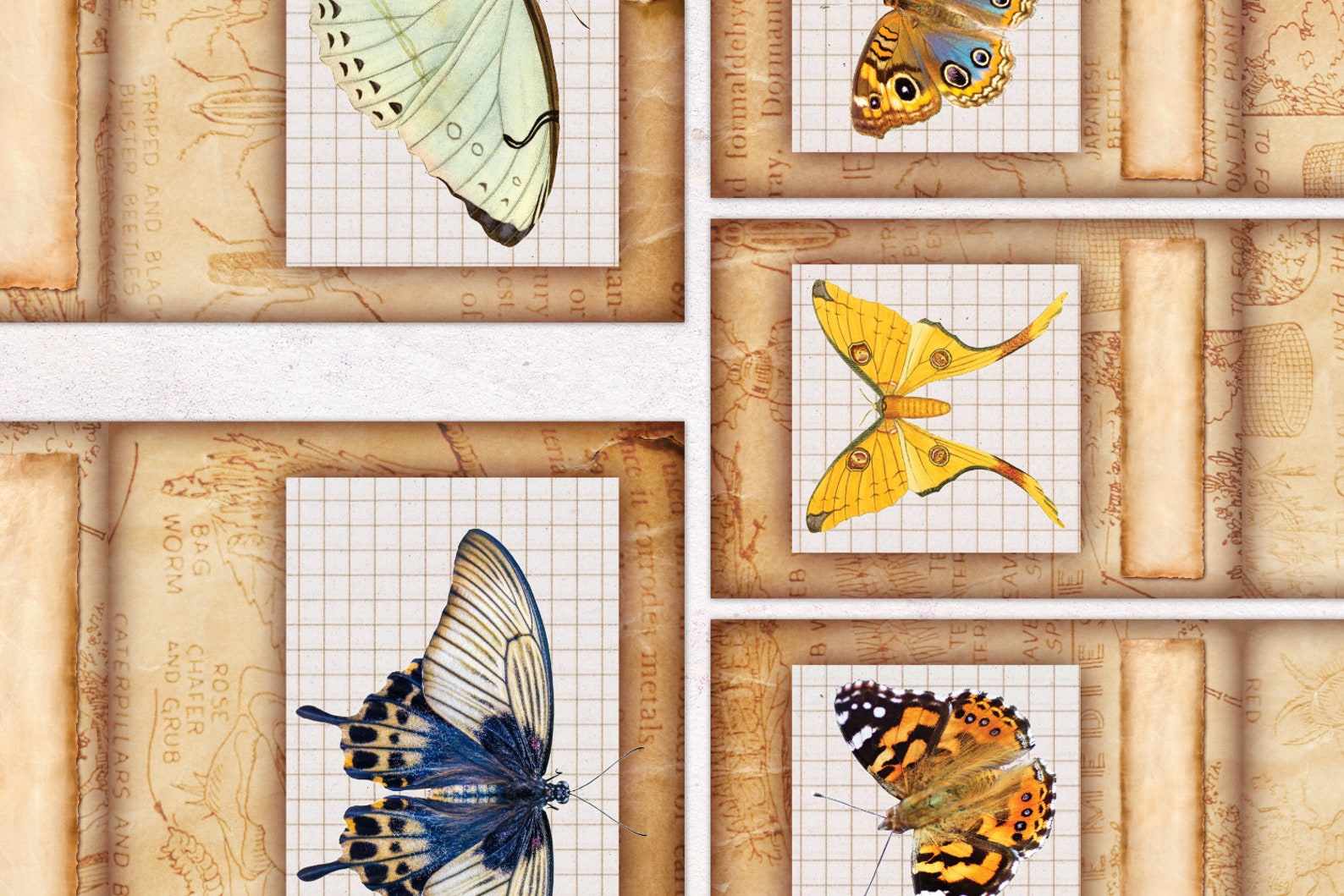 Butterfly Specimen Slides Ephemera Kit | Digital Junk Journal Kit ...