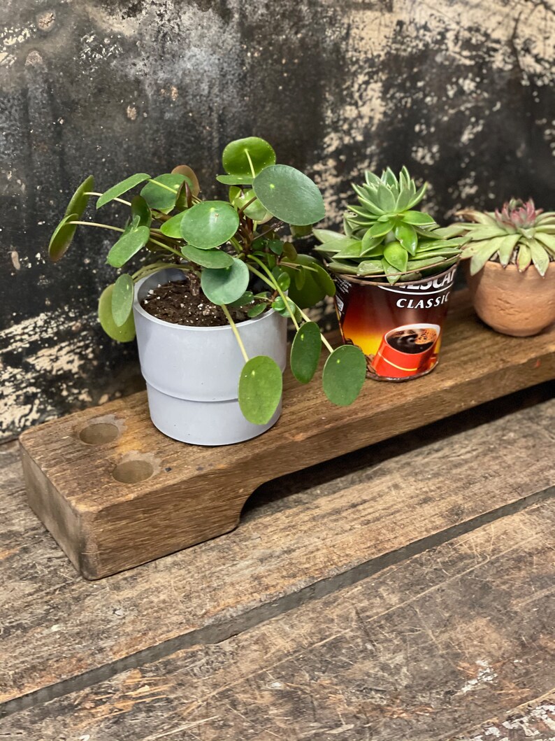 May include: Three potted plants on a wooden shelf. The plants are a round leaf plant in a gray pot, a succulent in a brown pot, and a succulent in a metal can with the word "CLASSIC" printed on it.