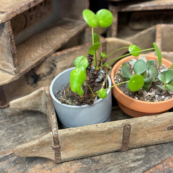 Vintage Wooden Brick Mold Planter From India With Handle Perfect For Succulents and Potted Plants, Decor & Knick Knacks