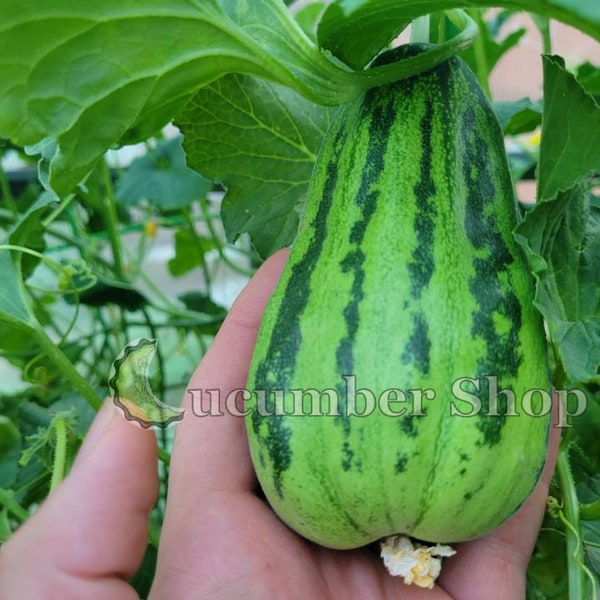 Ogurdynya Tohum Russian Cucumbermelon