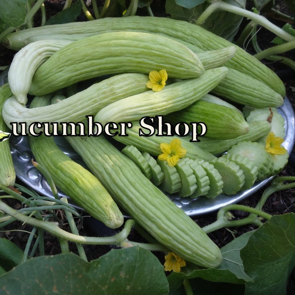 24 Armenian Cucumber Seeds