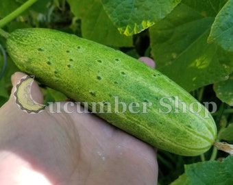 24 Yok Kao Cucumber Seeds