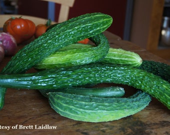 Suyo Long Cucumber Seeds