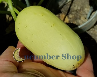 24 Miniature White Cucumber Seeds