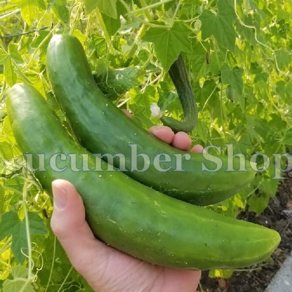 24 Shintokiwa Cucumber Seeds