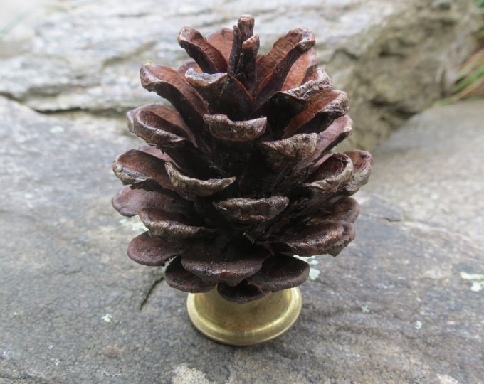 Genuine Pine Cone Lamp Finial Etsy