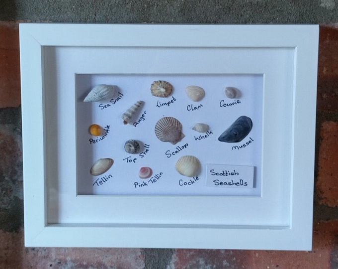Framed Scottish Seashell Collection Educational Sea Shell - Etsy UK