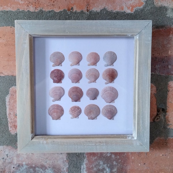 Seashell Display Box Etsy