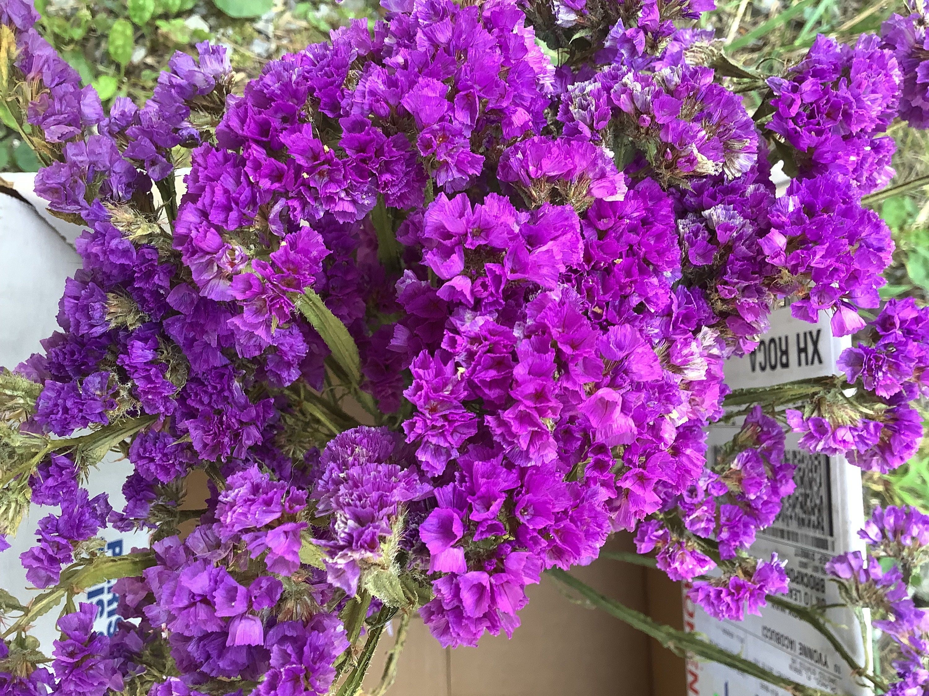 Dried Statice in Purple Shades - Etsy