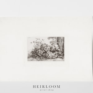May include: A black and white print of a botanical illustration featuring a cluster of leaves and branches against a tree trunk.