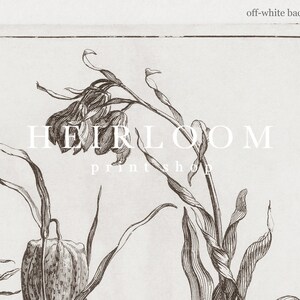 May include: A black and white botanical illustration of a flower with the text "HEIRLOOM printshop" on an off-white background.