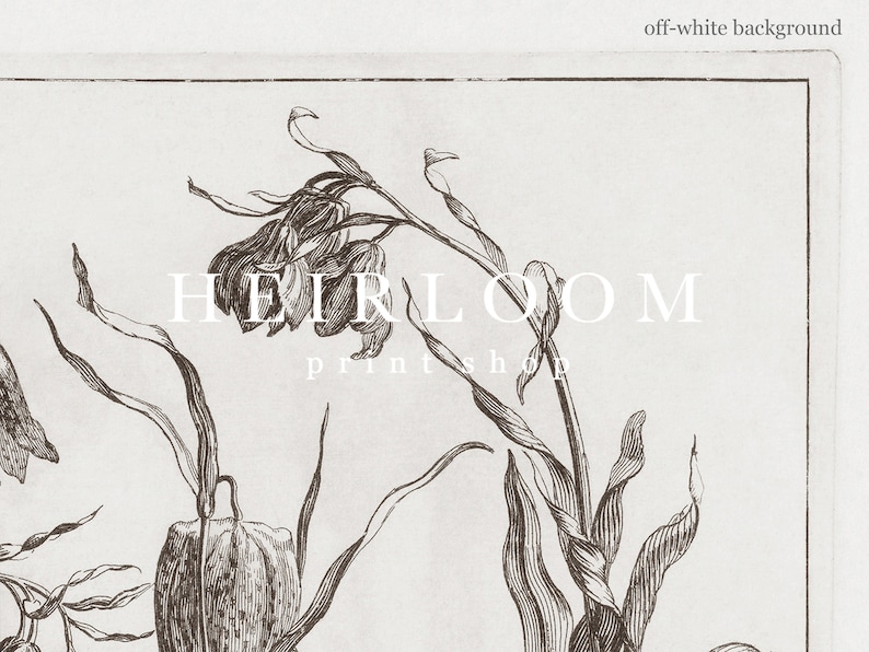 May include: A black and white botanical illustration of a flower with the text "HEIRLOOM printshop" on an off-white background.