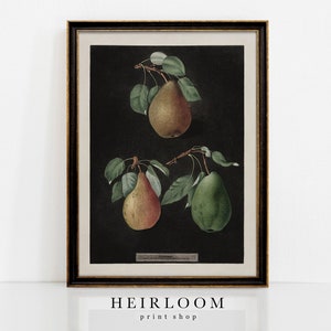 Fruit Art Botanical Prints Pear Wall Art Kitchen MAILED ART III Pears image 1