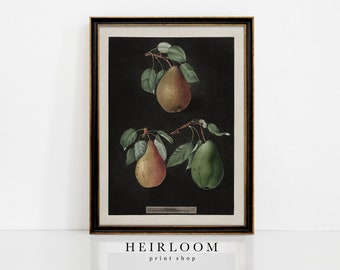 Fruit Art | Botanical Prints | Pear Wall Art | Kitchen MAILED ART | III Pears