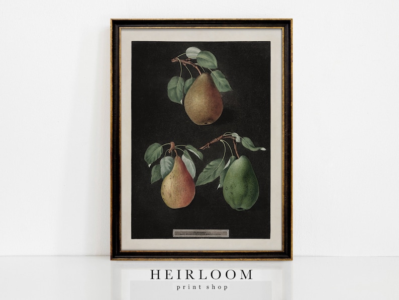 Fruit Art Botanical Prints Pear Wall Art Kitchen MAILED ART III Pears image 1