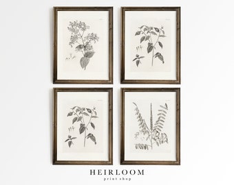 Vintage Botanicals | Botany Prints | Flower Prints Set | MAILED PRINTS | Botany Set