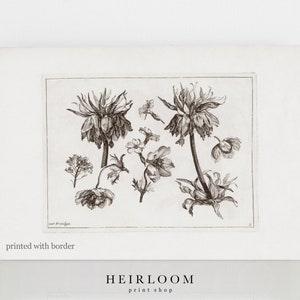 May include: Black and white botanical illustration of a flower with a long stem and multiple blooms. The image is printed on a white background with a border.