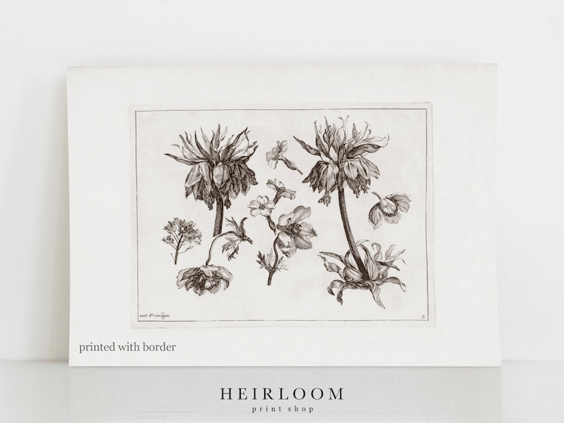 May include: Black and white botanical illustration of a flower with a long stem and multiple blooms. The image is printed on a white background with a border.