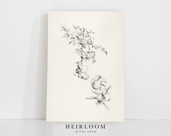 Vintage Drawing | Botanical Sketch Print | MAILED ART | Apple Branch