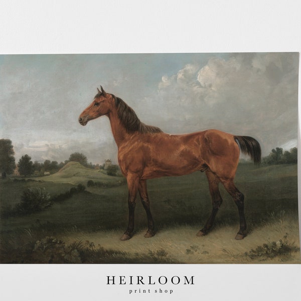 Equestrian Art | Vintage Horse Print | SHIPPED ART PRINTS | Bay Horse