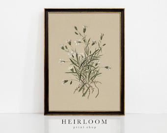 Vintage Botanical Wall Art | Flower Drawing | Spring Wall Art | MAILED PRINT | Sprig