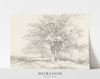 Vintage Drawing | Tree Sketch | FINE ART PRINTS | Canvas Print | Three Trees