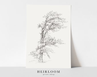 Vintage Tree Drawing | SHIPPED PRINTS | Tree Sketch Print | Winded