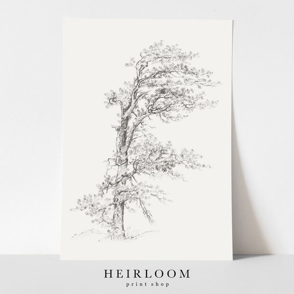 Vintage Tree Drawing | SHIPPED PRINTS | Tree Sketch Print | Winded
