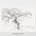 Vintage Drawing | Tree Drawing  | Sketch | FINE ART PRINT | Oak Tree 