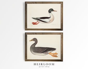 Duck Painting | Bird Prints | Vintage Print | SHIPPED PRINTS | Duck and Goose