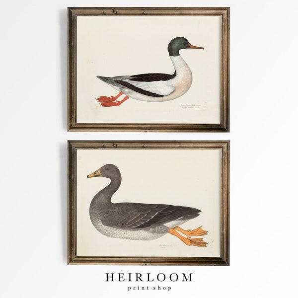 Duck Painting | Bird Prints | Vintage Print | SHIPPED PRINTS | Duck and Goose