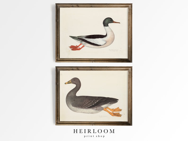 Duck Painting Bird Prints Vintage Print SHIPPED PRINTS Duck and Goose image 1