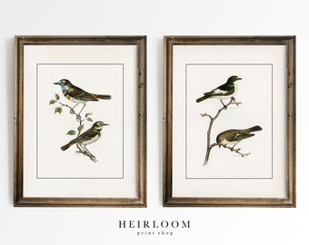 Bird Prints Vintage | MAILED ART PRINTS | Antique Botanical Prints | Perched Set