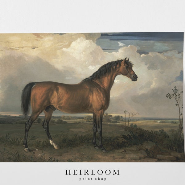 Horse Art | Equestrian Art | Stallion Horse Print | Vintage | MAILED PRINTS | Stallion