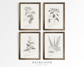 Botanical Prints Set | Farmhouse Decor | Vintage Art | MAILED ART PRINTS | Oversized Botanicals