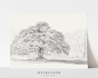 Oak Tree Sketch | Vintage Forest Drawing | FINE ART PRINTS | Mid Century Sketch | Drawn Oak