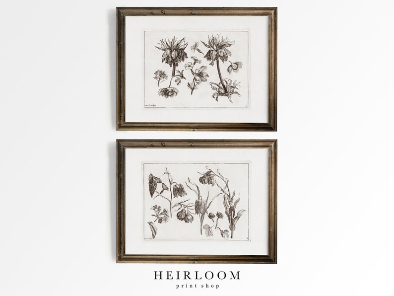 May include: Two framed black and white botanical prints of flowers. The prints are in simple gold frames and are hung on a white wall.
