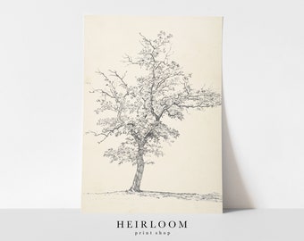 Vintage Sketch | Tree Sketch Art | Tree Drawing | Vintage ART PRINTS | Tree Sketch
