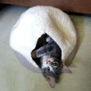 May include: A gray and white kitten peeks out of a white and beige crocheted cat bed.