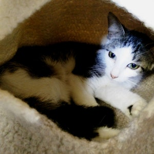 Felted Cat Cave Crochet PATTERN 2 Sizes, wool cat bed/cave image 5