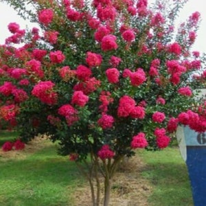 10 CUTTINGS ONLY, TONTO Hot Pink Crape Myrtle for rooting Propagation. No Roots.