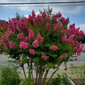 10 Cuttings ONLY, Pink Velour Crape Myrtle for rooting propagation. No Roots