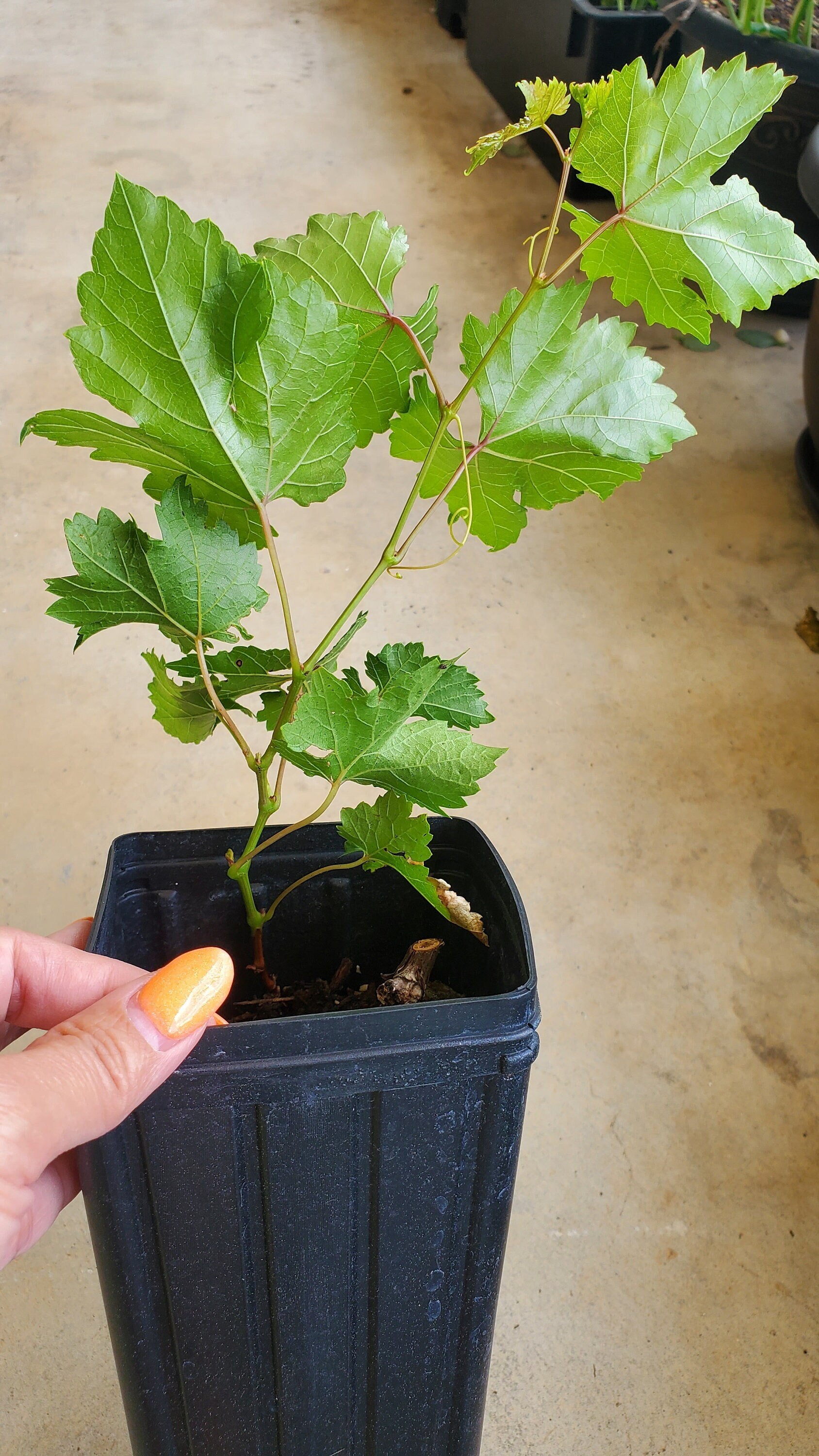 Pink Seedless Grape Live Plant Well-rooted in Treepot Ready - Etsy