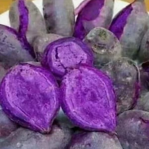 10 Okinawa Purple Sweet Potato Unrooted cuttings
