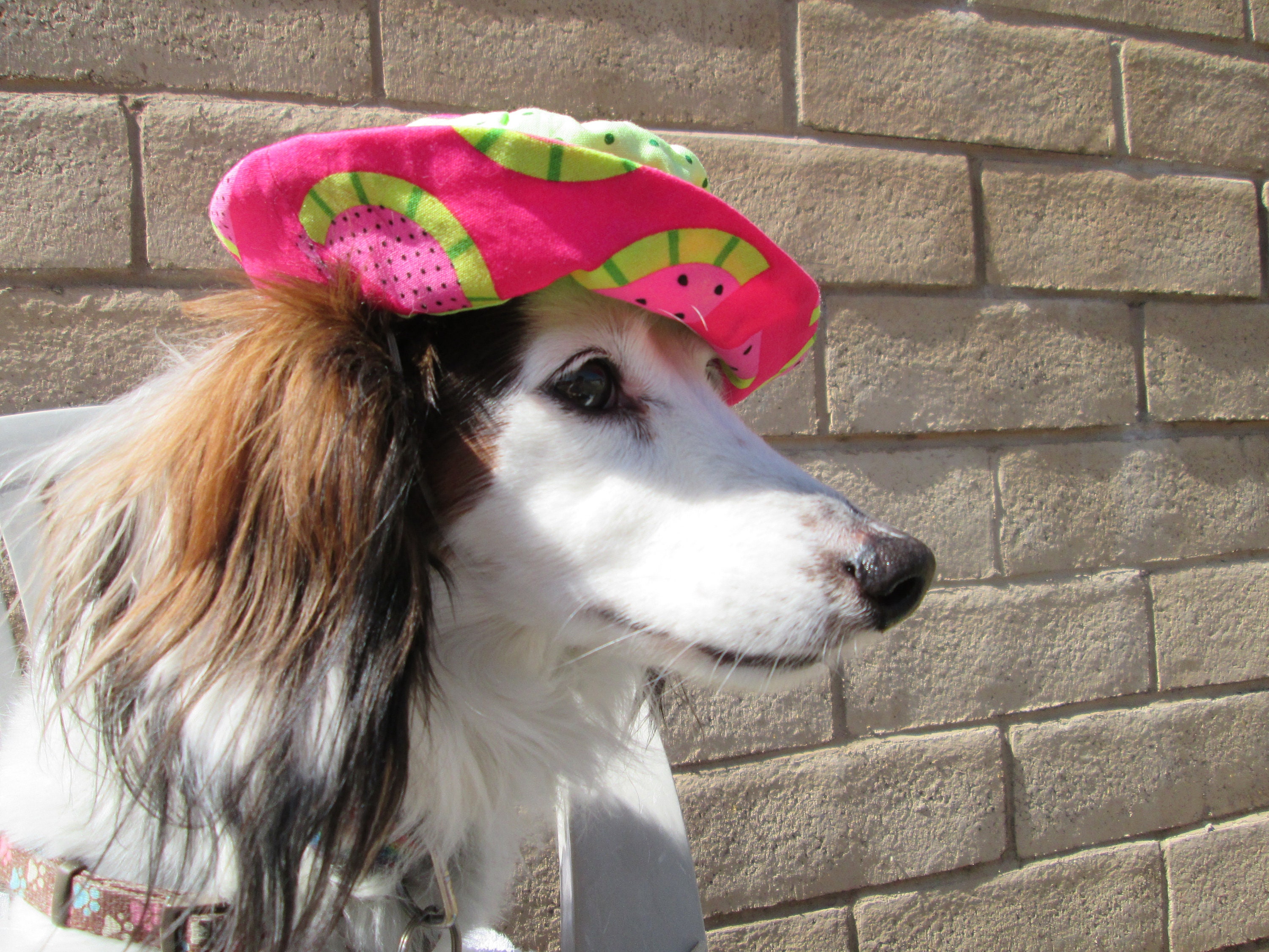 Dog Bucket Hat Watermelon Hat Dog sun hat American Girl Etsy